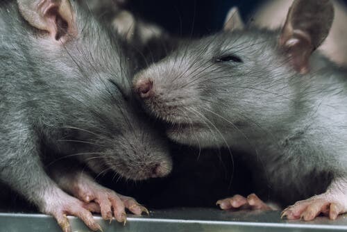 Kan rotter føle empati?