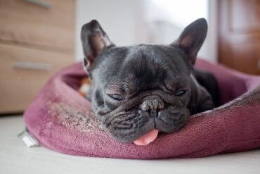 En fransk bulldog som sover
