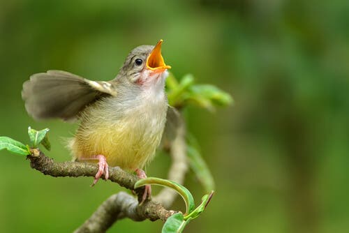 Lær hvordan du kan identifisere fuglesang hjemmefra