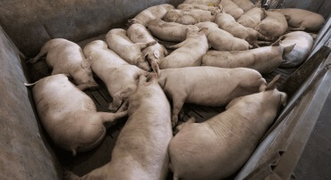 En gruppe griser smittet med svinepest