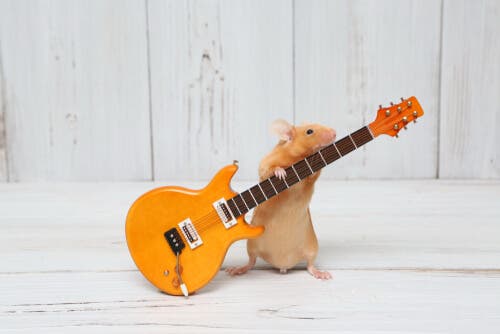 En hamster som holder en miniatyrgitar