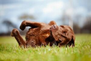 Hundens analkjertler: Det du trenger å vite