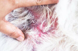Atopisk dermatitt eller eksem hos hunder