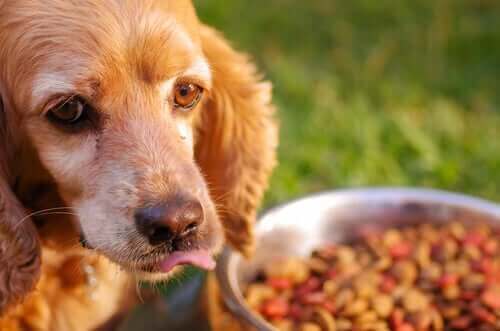 Tips for å mate hunder med følsom mage