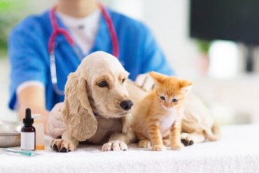 En veterinær som behandler dyr