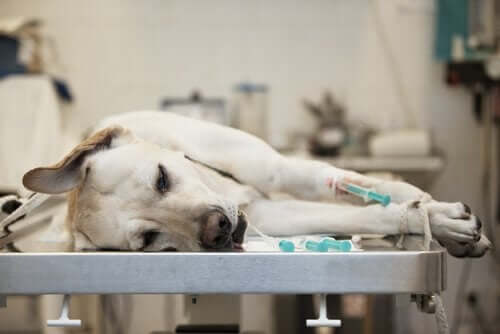 En hund som vil donere blod som ligger på et bord