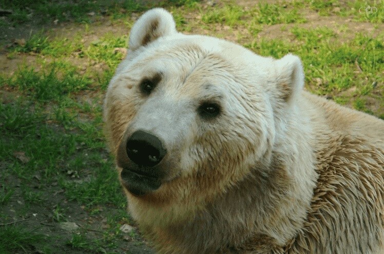 Et nærbilde av en isbjørn