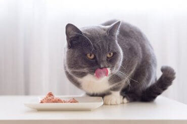 En lykkelig katt som nyter måltidet sitt