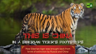 En dokumentar om den sibirske tigeren