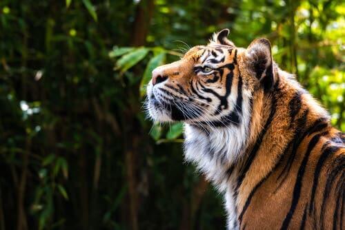 I en sibirsk tigers fotspor: En dokumentar om sibirske tigre