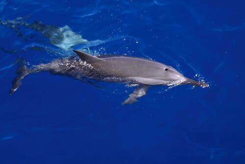 Et par svømmende delfiner til sjøs med halve hjernen sovende