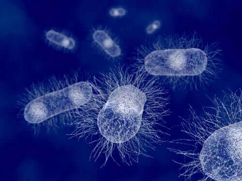 Escherichia coli: Bakterier i pattedyr
