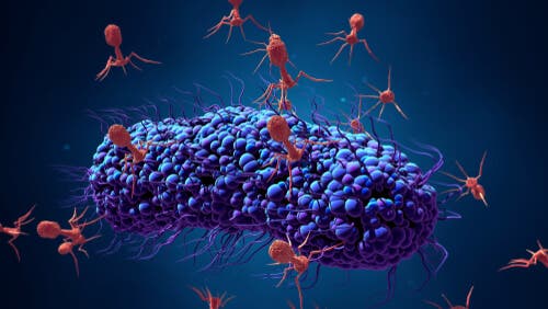 En illustrasjon av bakteriofager