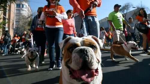 Hundrevis av bulldogger i parade for å bryte en rekord