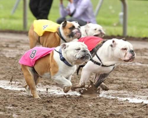 Bulldoger løper mot hverandre