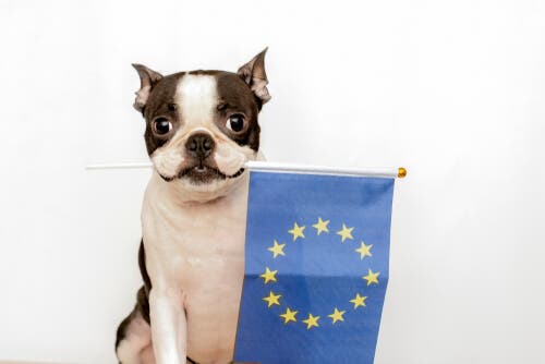 Den europeiske konvensjonen om beskyttelse av kjæledyr