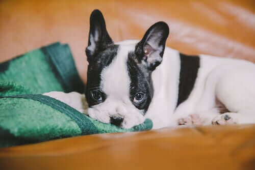 En fransk bulldog-valp som ligger i sengen