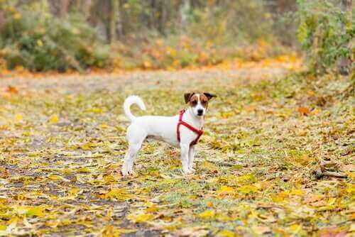 En hund som står en glenning med tørre blader