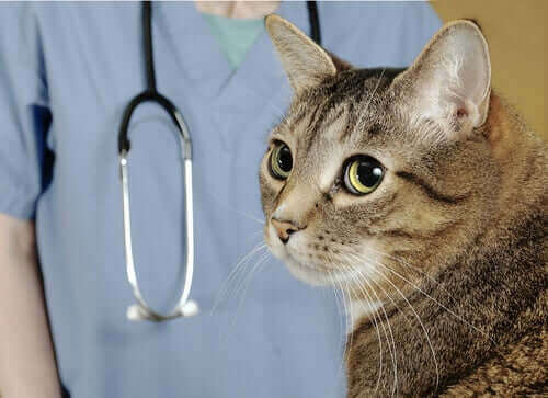En katt som ser bort fra en veterinær
