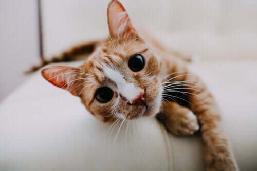 En kattunge som ligger på sofaen og ser på kameraet