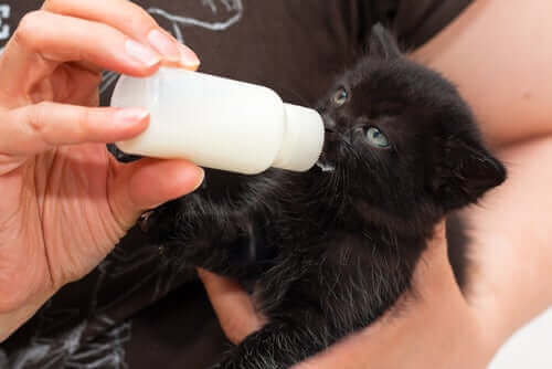 En kattunge som drikker melk