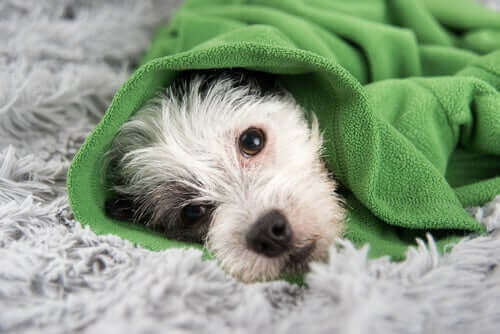 Symptomene på forkjølelse hos hunder