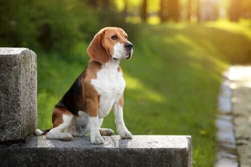 En beagle i en park