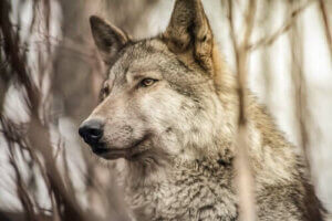 Hunder og ulver: likheter og forskjeller