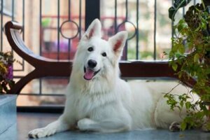 Forholdsregler og sikkerhet for kjæledyr på balkong