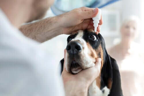 Hornhinnesår hos hunder - tips og behandlinger