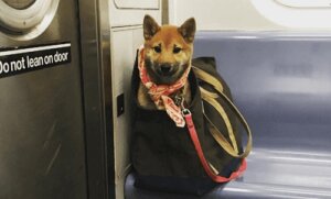 Hva hundeeiere gjør for å ta med seg hunden sin på New Yorks undergrunnsbane
