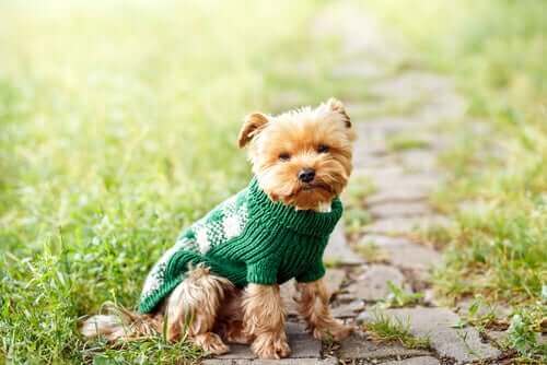 En liten hund iført genser