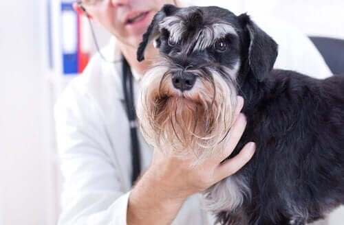 Nevroterapi for hunder