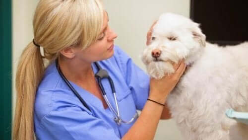 En veterinær som undersøker en hund