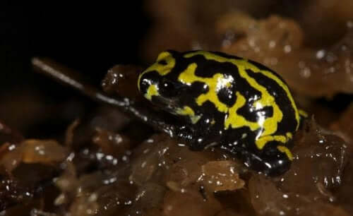 Corroboree-frosken: En svært fascinerende art