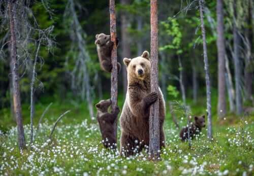 Tre bjørner i skogen