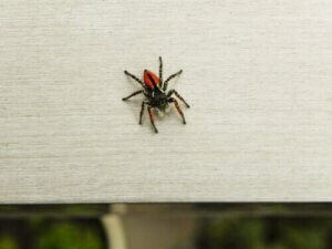 Hvordan overvinne frykten for edderkopper