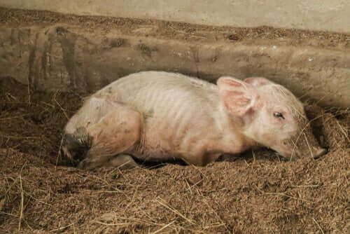 En undervektig gris er rammet av mikroorganismer som forårsaker kronisk utmattelse