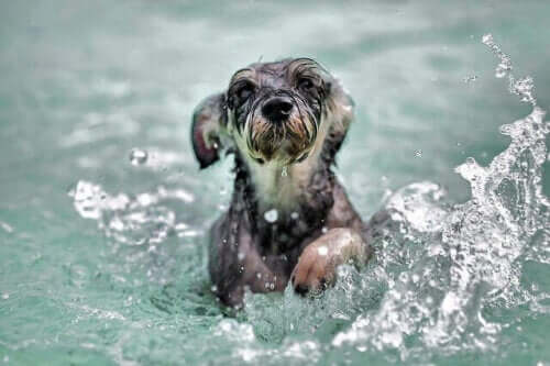 En hund i vann