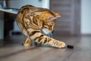 Hvorfor elsker katter å dytte ting ned på gulvet?