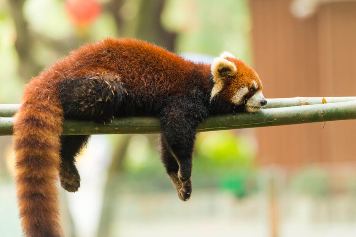 En rødpanda som sover