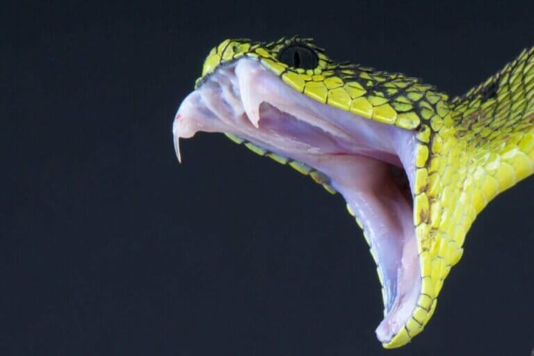 Er slangegift en uventet medisin?