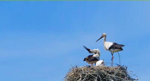 Storker: Fugler som sies å bringe lykke