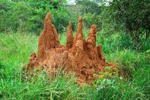 En termittue er et eksempel på samarbeid og eusosialitet