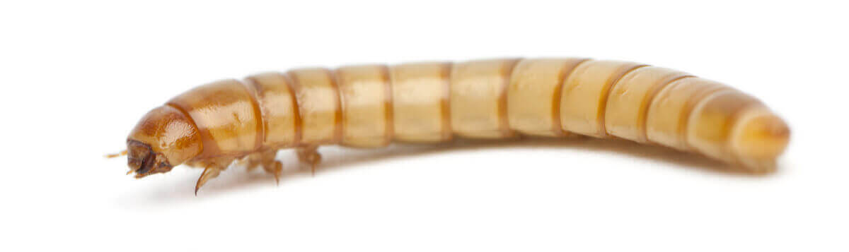 En orm som spiser plast på hvit bakgrunn