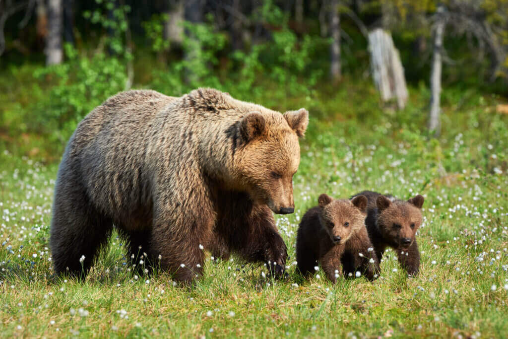 Hvordan tar bjørner vare på ungene sine?
