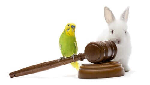 En undulat og en kanin på en dommers hammer