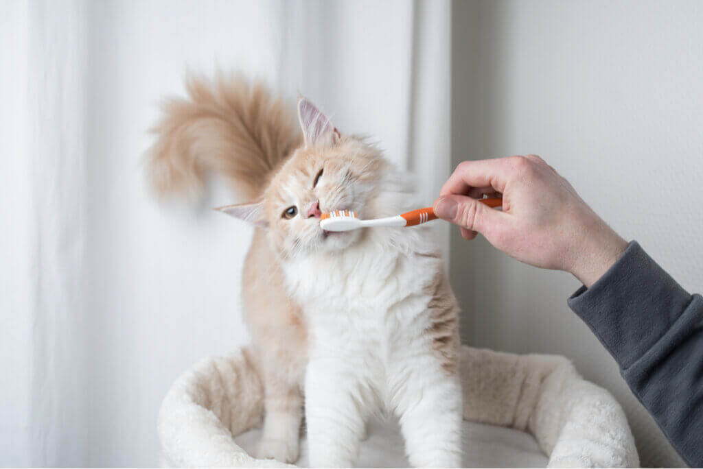 Ta vare på kattens tenner: Hvordan og hvorfor