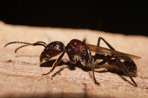 En paraponera-maur