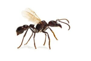 Hvor farlig er paraponera-maur?